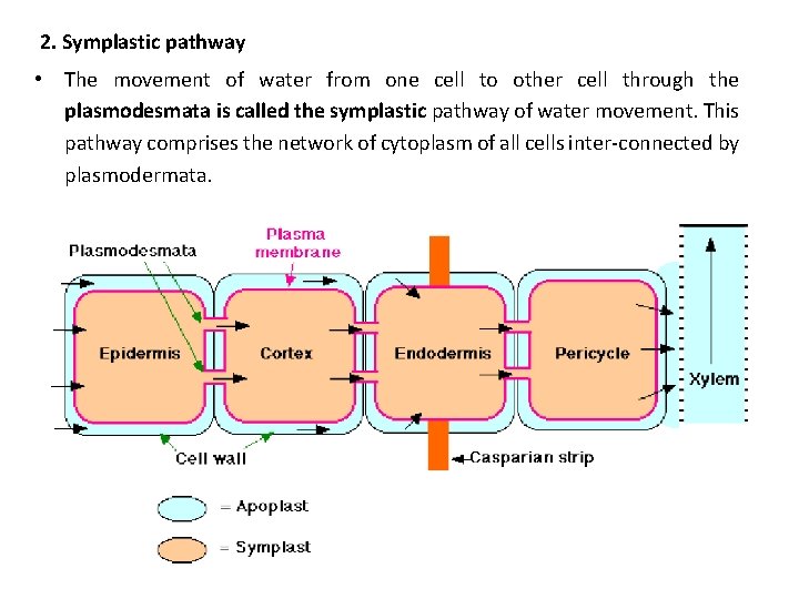 2. Symplastic pathway • The movement of water from one cell to other cell