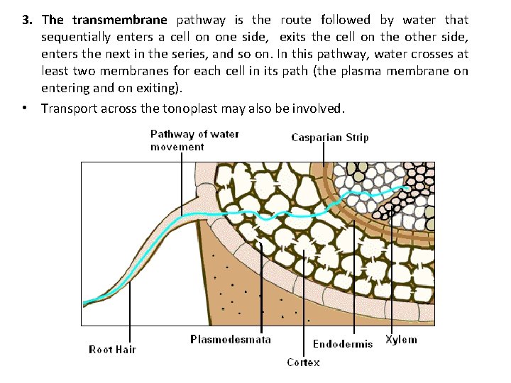 3. The transmembrane pathway is the route followed by water that sequentially enters a