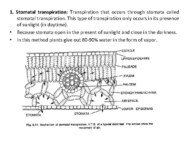 1. Stomatal transpiration: Transpiration that occurs through stomata called stomatal transpiration. This type of