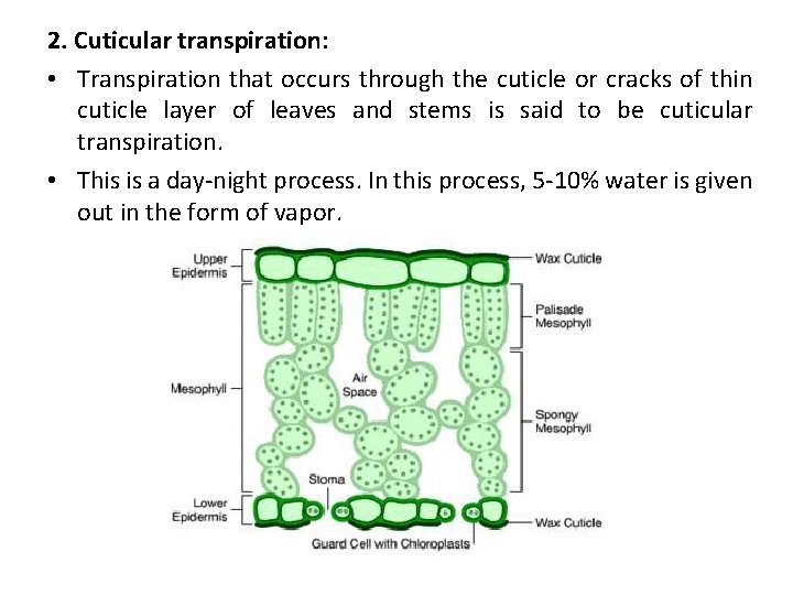 2. Cuticular transpiration: • Transpiration that occurs through the cuticle or cracks of thin