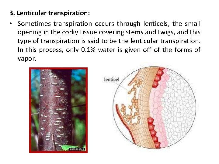 3. Lenticular transpiration: • Sometimes transpiration occurs through lenticels, the small opening in the