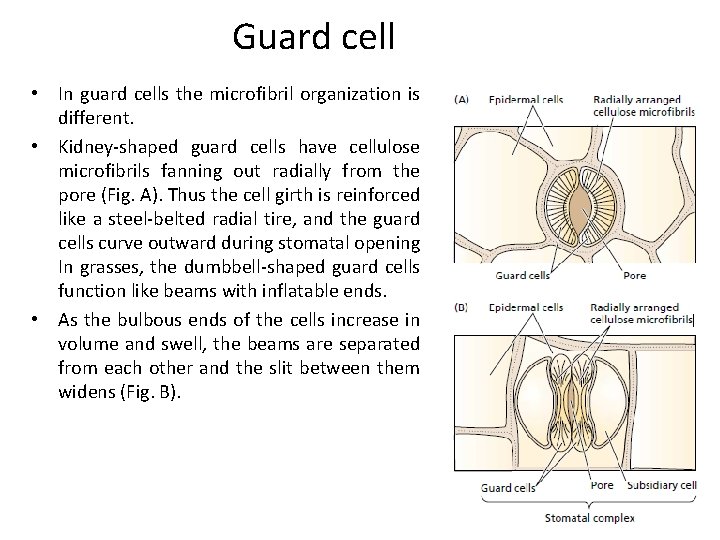 Guard cell • In guard cells the microfibril organization is different. • Kidney-shaped guard