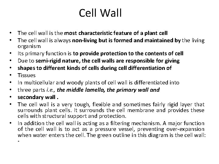 Cell Wall • The cell wall is the most characteristic feature of a plant