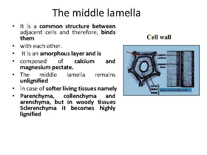 The middle lamella • It is a common structure between adjacent cells and therefore,