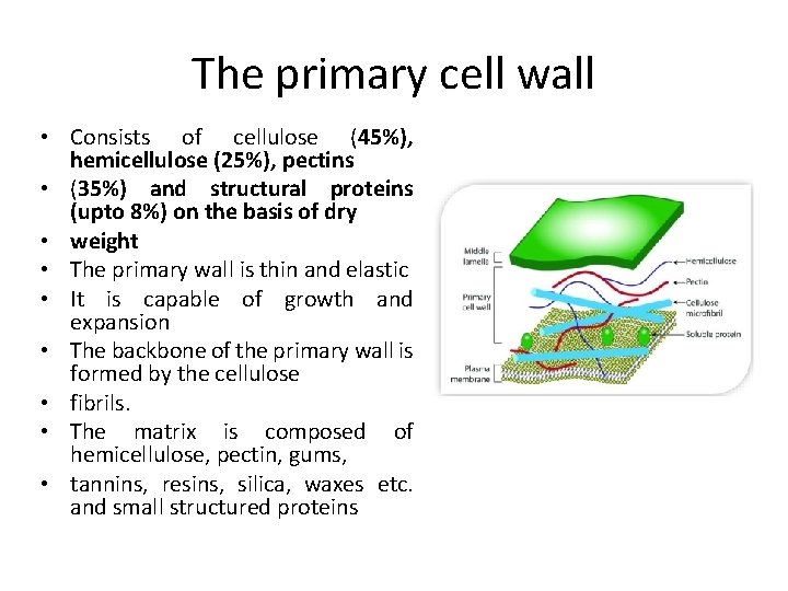 The primary cell wall • Consists of cellulose (45%), hemicellulose (25%), pectins • (35%)