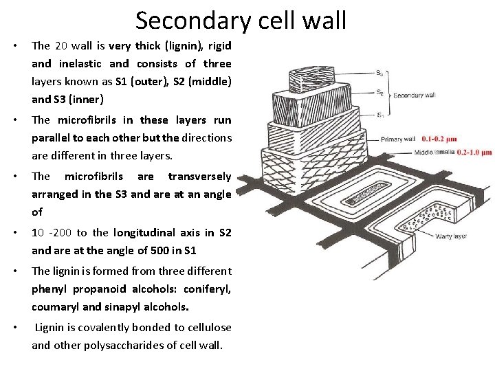 Secondary cell wall • The 20 wall is very thick (lignin), rigid and inelastic