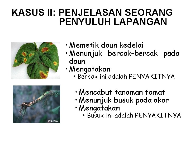 KASUS II: PENJELASAN SEORANG PENYULUH LAPANGAN • Memetik daun kedelai • Menunjuk bercak-bercak pada