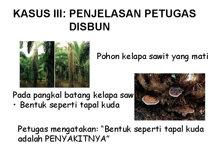 KASUS III: PENJELASAN PETUGAS DISBUN Pohon kelapa sawit yang mati Pada pangkal batang kelapa