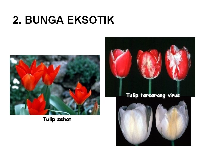 2. BUNGA EKSOTIK Tulip terserang virus Tulip sehat 