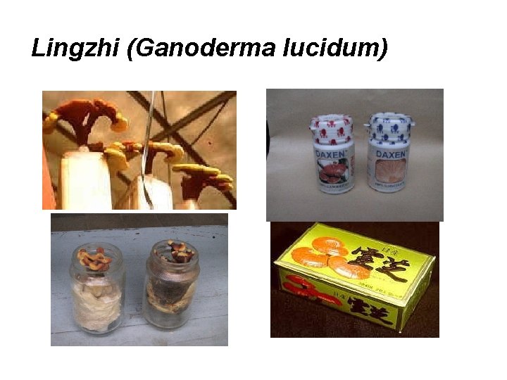 Lingzhi (Ganoderma lucidum) 