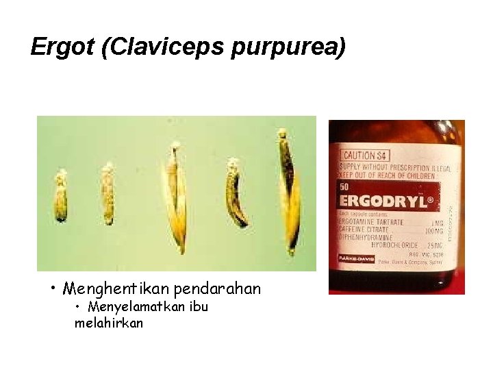 Ergot (Claviceps purpurea) • Menghentikan pendarahan • Menyelamatkan ibu melahirkan 