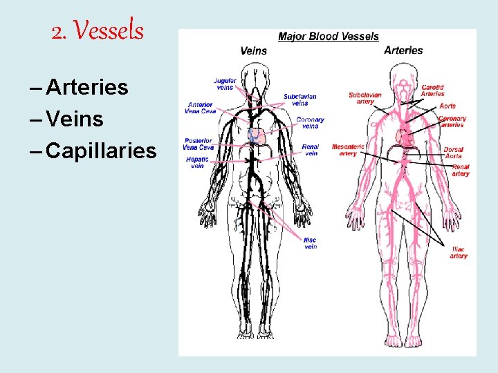 2. Vessels – Arteries – Veins – Capillaries 
