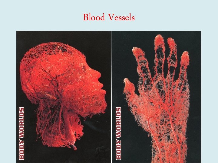 Blood Vessels 