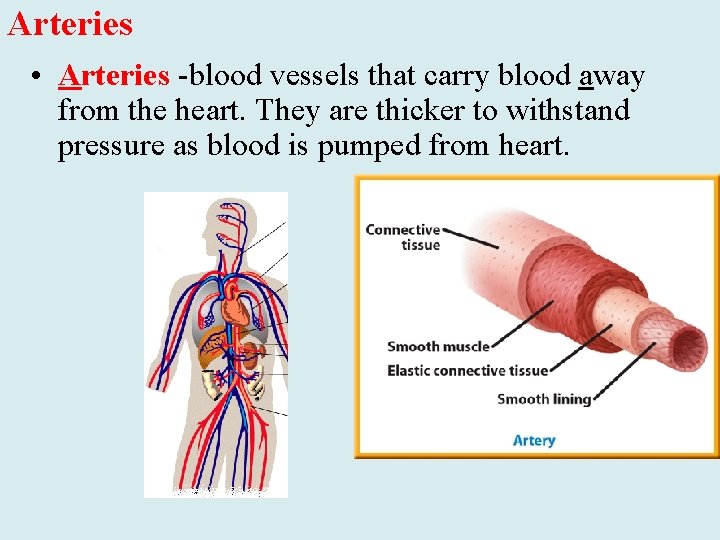Arteries • Arteries -blood vessels that carry blood away from the heart. They are