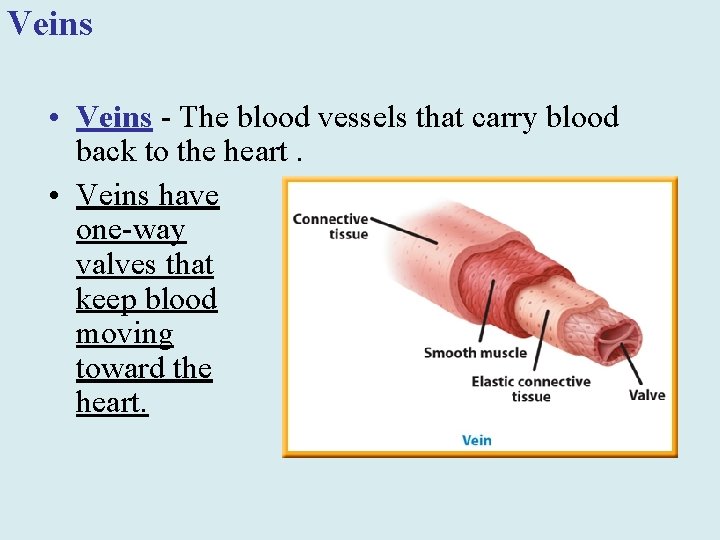 Veins • Veins - The blood vessels that carry blood back to the heart.