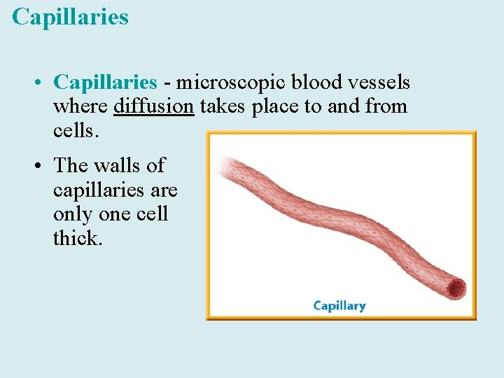 Capillaries • Capillaries - microscopic blood vessels where diffusion takes place to and from