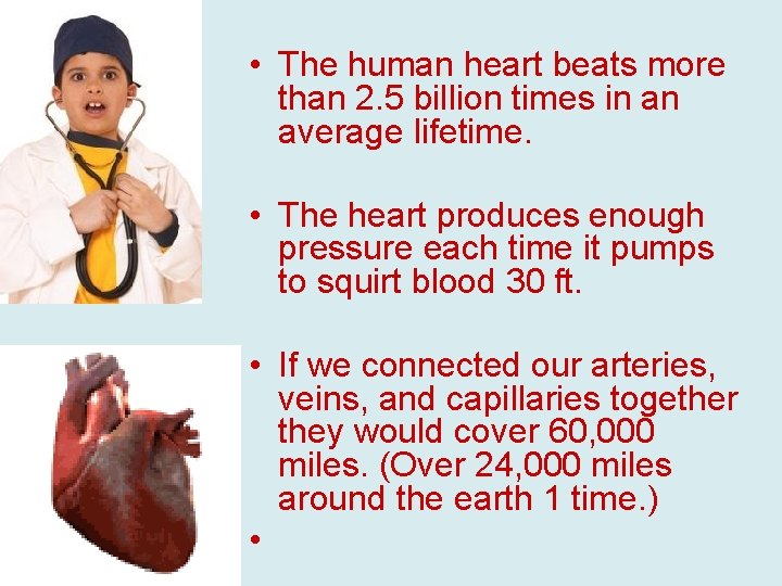  • The human heart beats more than 2. 5 billion times in an