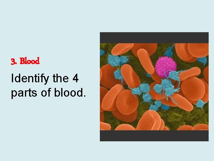 3. Blood Identify the 4 parts of blood. 