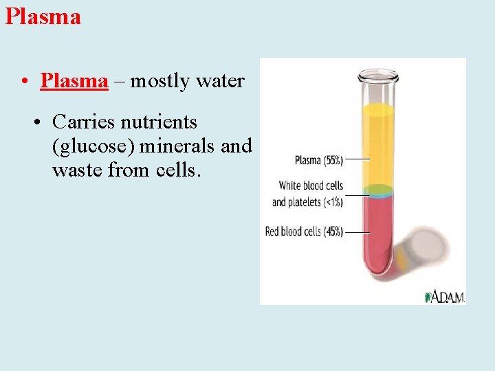 Plasma • Plasma – mostly water • Carries nutrients (glucose) minerals and waste from