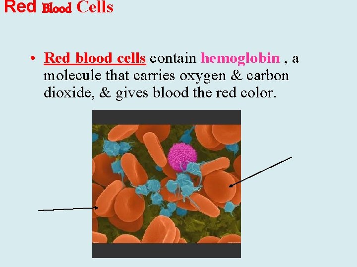 Red Blood Cells • Red blood cells contain hemoglobin , a molecule that carries