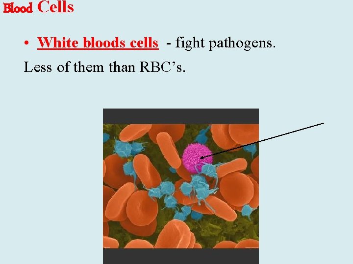 Blood Cells • White bloods cells - fight pathogens. Less of them than RBC’s.