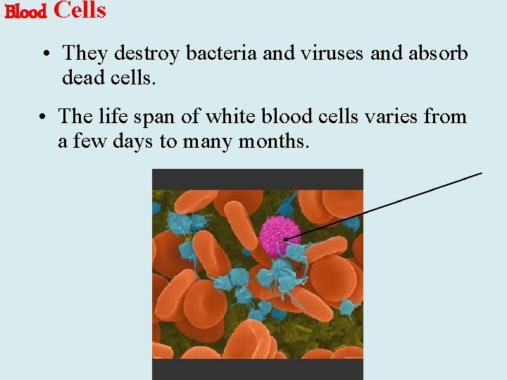 Blood Cells • They destroy bacteria and viruses and absorb dead cells. • The