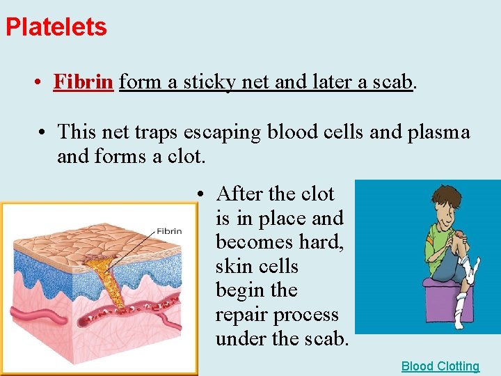 Platelets • Fibrin form a sticky net and later a scab. • This net
