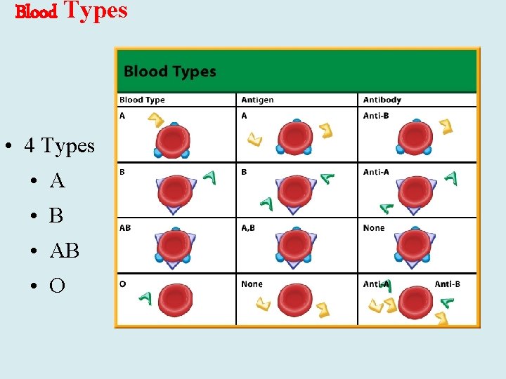 Blood Types • 4 Types • A • B • AB • O 