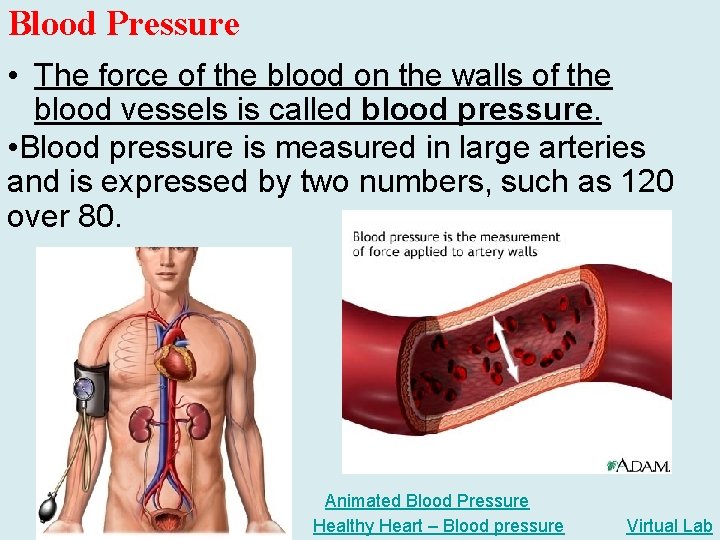Blood Pressure • The force of the blood on the walls of the blood