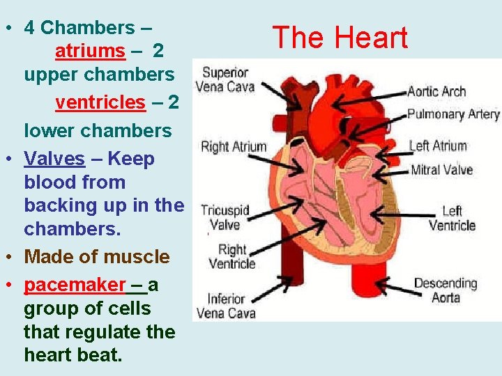  • 4 Chambers – atriums – 2 upper chambers ventricles – 2 lower