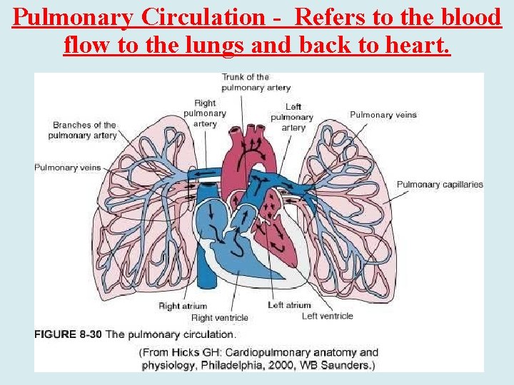 Pulmonary Circulation - Refers to the blood flow to the lungs and back to