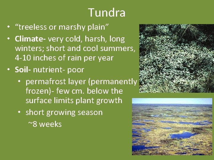 Tundra • “treeless or marshy plain” • Climate- very cold, harsh, long winters; short