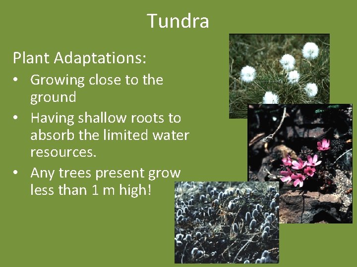 Tundra Plant Adaptations: • Growing close to the ground • Having shallow roots to