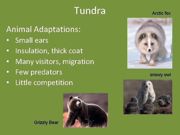 Tundra Arctic fox Animal Adaptations: • • • Small ears Insulation, thick coat Many