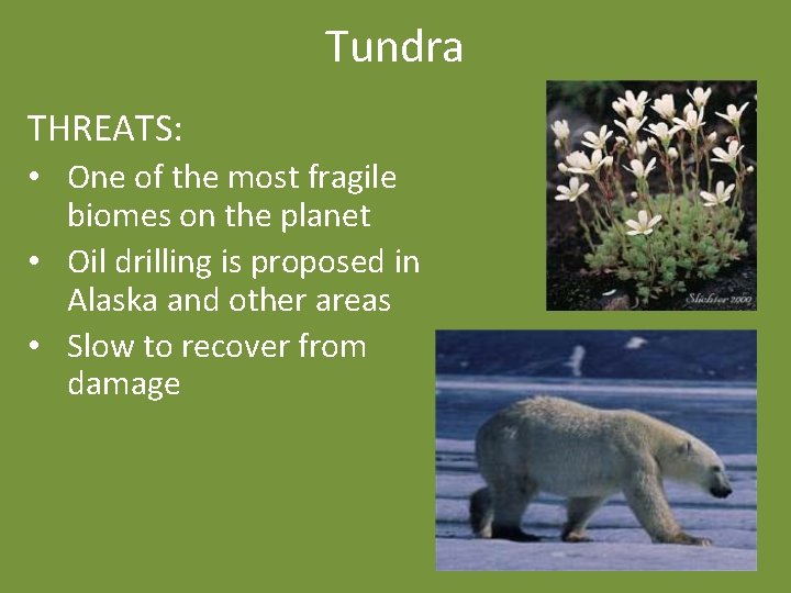 Tundra THREATS: • One of the most fragile biomes on the planet • Oil