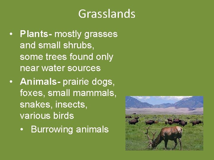 Grasslands • Plants- mostly grasses and small shrubs, some trees found only near water