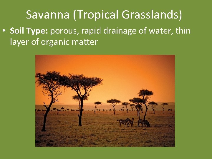 Savanna (Tropical Grasslands) • Soil Type: porous, rapid drainage of water, thin layer of