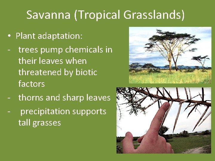 Savanna (Tropical Grasslands) • Plant adaptation: - trees pump chemicals in their leaves when
