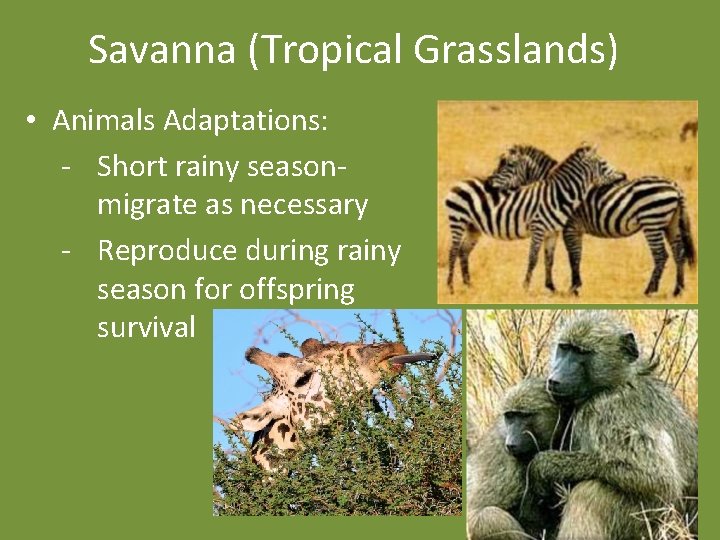 Savanna (Tropical Grasslands) • Animals Adaptations: - Short rainy seasonmigrate as necessary - Reproduce
