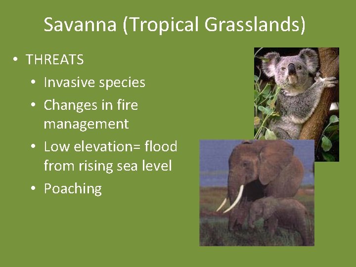 Savanna (Tropical Grasslands) • THREATS • Invasive species • Changes in fire management •