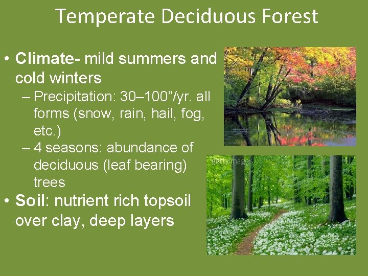 Temperate Deciduous Forest • Climate- mild summers and cold winters – Precipitation: 30– 100”/yr.