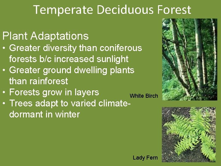 Temperate Deciduous Forest Plant Adaptations • Greater diversity than coniferous forests b/c increased sunlight