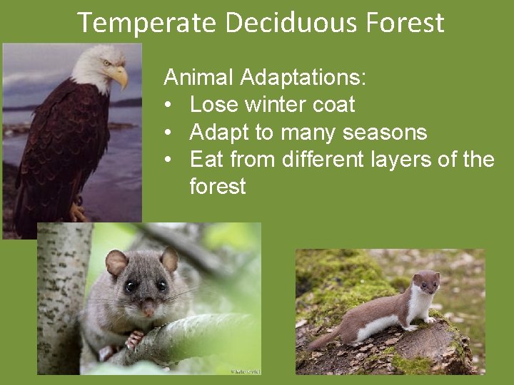Temperate Deciduous Forest Animal Adaptations: • Lose winter coat • Adapt to many seasons