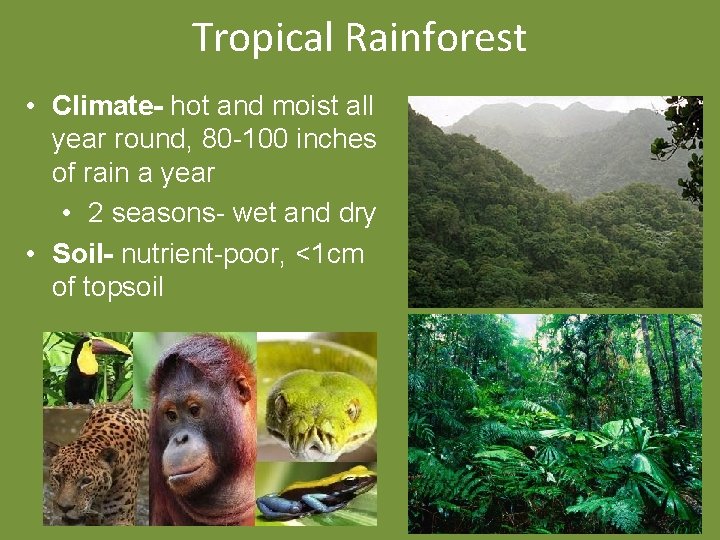 Tropical Rainforest • Climate- hot and moist all year round, 80 -100 inches of