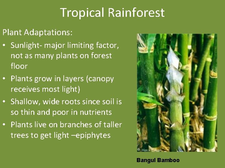Tropical Rainforest Plant Adaptations: • Sunlight- major limiting factor, not as many plants on
