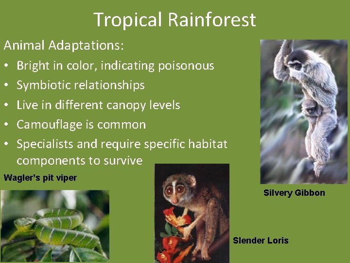 Tropical Rainforest Animal Adaptations: • • • Bright in color, indicating poisonous Symbiotic relationships