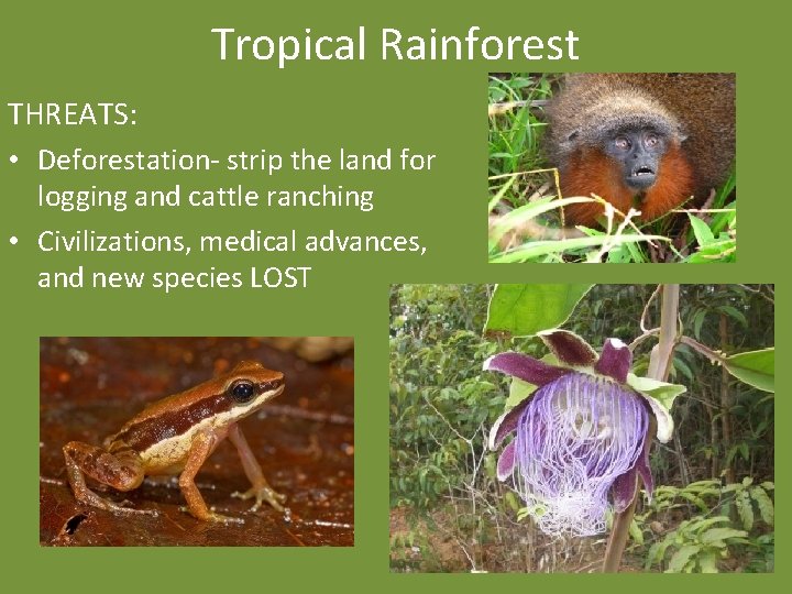 Tropical Rainforest THREATS: • Deforestation- strip the land for logging and cattle ranching •