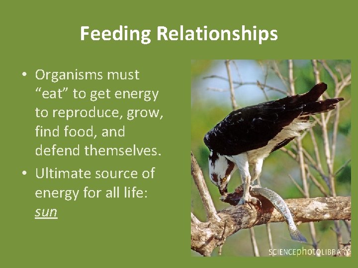 Feeding Relationships • Organisms must “eat” to get energy to reproduce, grow, find food,