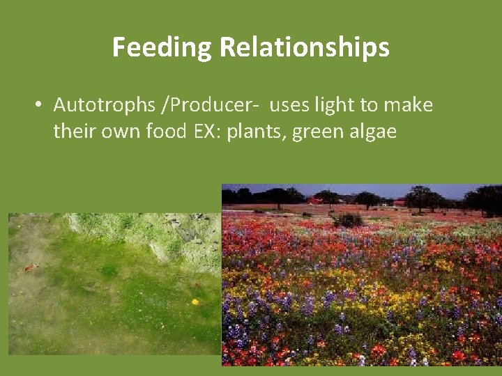 Feeding Relationships • Autotrophs /Producer- uses light to make their own food EX: plants,