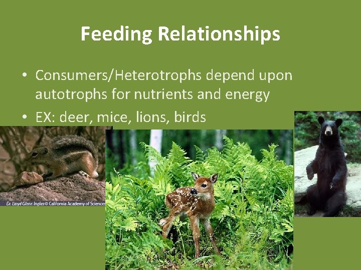 Feeding Relationships • Consumers/Heterotrophs depend upon autotrophs for nutrients and energy • EX: deer,
